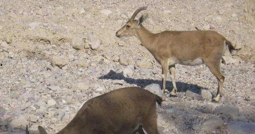 山羊吃哈密瓜视频,山羊品尝哈密瓜的趣味瞬间