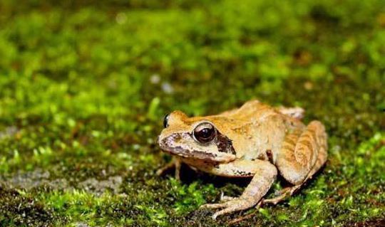 口水蛙吃瓜视频大全下载,趣味横生的娱乐盛宴