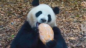 熊猫肉肉吃瓜视频大全,萌宠美食瞬间，笑料横生！