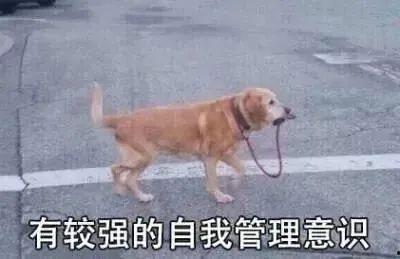 猫狗吃瓜现场视频在线观看,萌宠版“娱乐圈”大揭秘