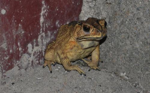 口水蛙吃瓜视频大全免费观看,免费观看视频大全，笑料横生！