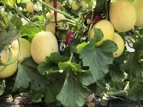 界首吃瓜视频什么意思,网络热传背后的真相与笑料