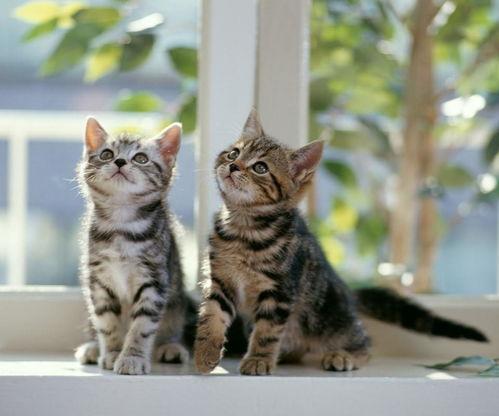 大型猫咪吃瓜视频,吃瓜视频萌态十足引网友热议