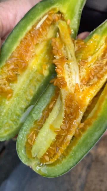 吃黄色瓜会被传染吗视频,吃黄色瓜果真的会传染疾病吗？