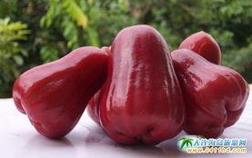 莲雾视频 吃瓜 网址,揭秘“吃瓜”背后的网络现象