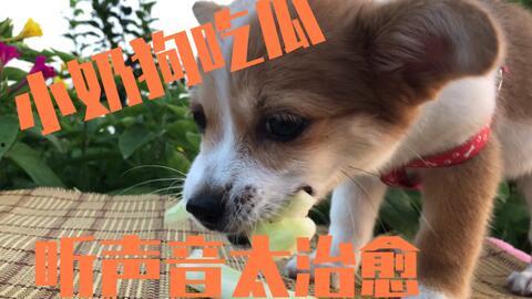 吃瓜小狗的配音视频播放,萌态可掬，笑料百出