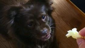 吃瓜狗子搞笑视频,萌态可掬引网友爆笑