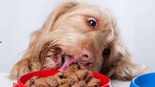 狗狗吵架吃瓜视频大全,盘点萌宠吵架搞笑瞬间