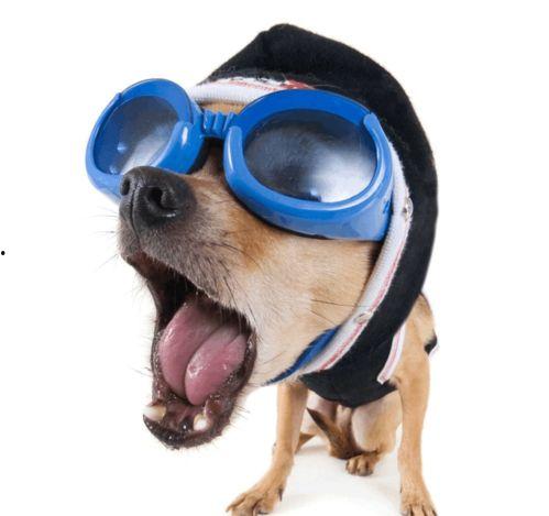 人狗吃瓜搞笑的视频下载,搞笑视频笑翻网友