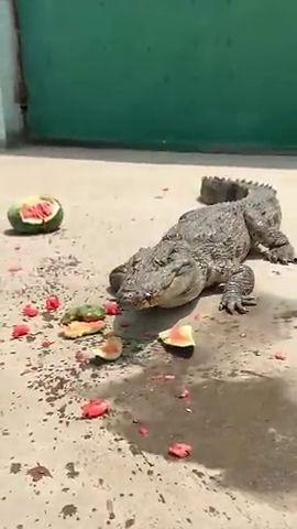 搞笑鳄鱼吃瓜视频,吃瓜视频笑翻网友