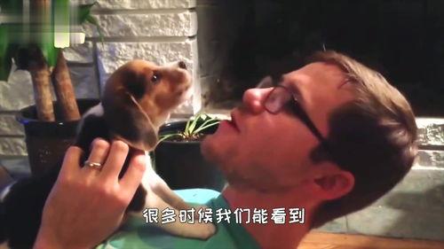 狗打架吃瓜视频大全播放,吃瓜群众围观狗狗打架视频大全