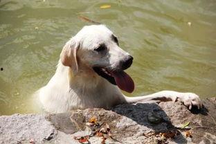 狗狗吃哈密瓜视频素材下载,萌态可掬瞬间捕捉