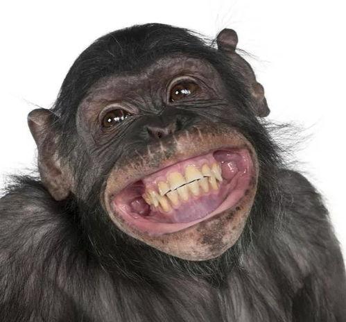 大姐吃瓜像猩猩视频,吃瓜像猩猩，网友直呼太逗了！