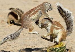 松鼠吃沙瓜视频,萌态十足引网友热议