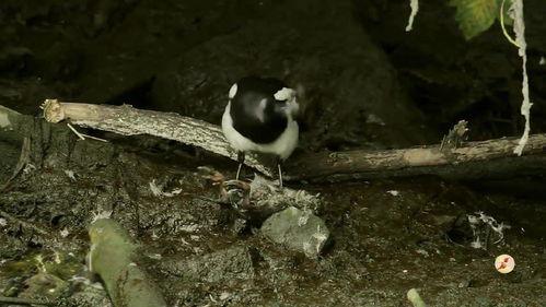 吃瓜喜鹊视频在线观看,揭秘热门视频背后的精彩故事