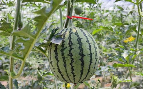 棒瓜怎样才煮熟吃视频教程,轻松掌握煮熟吃技巧