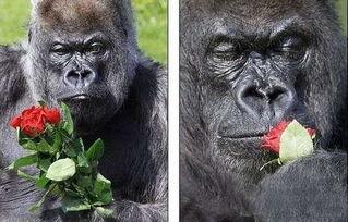 吃瓜女大猩猩视频播放,网友热议动物界的“网红”现象