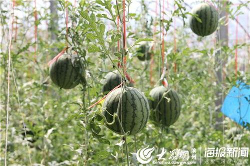 北方的烈阳吃瓜视频,一场夏日吃瓜盛宴