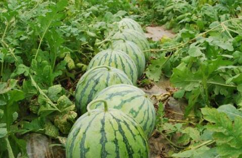 瓜蔫了还能煮了吃吗视频,揭秘蔫瓜煮食新风尚