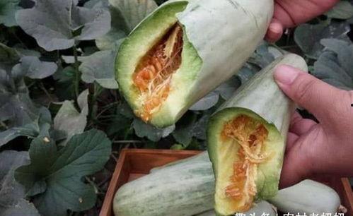 楼兰瓜好吃吗怎么吃的视频,视频教你如何品尝佳肴