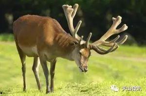 唐马鹿吃瓜视频,揭秘娱乐圈幕后故事