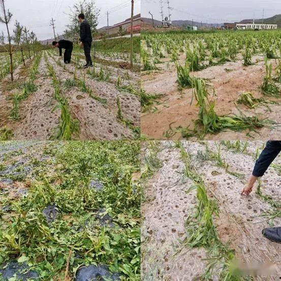 会宁县吃瓜事件视频,一场网络热议背后的真相揭秘