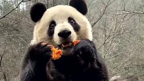 熊猫坐树上吃瓜视频,萌态十足引网友热议