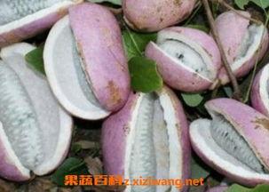 自己吃八月瓜的视频教程,八月瓜美味制作教程