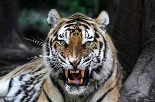 三只老虎吃瓜视频播放下载,火爆全网，下载热潮席卷而来