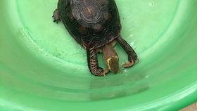 小亚瓜怎么吃才好吃视频,视频教你轻松享美食